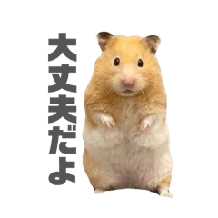 A gentle and calm hamster
