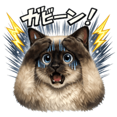 Siamese Cat Cute Daily Stickers 2