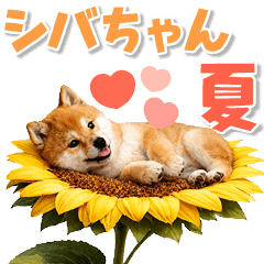 Pop-Up! Summertime Fluffy Shiba Sticker