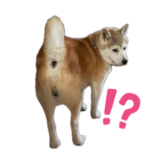 fancy rat_20260419152003