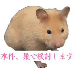 Puripuri Caramel the Hamster Stickers