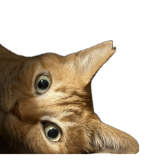 保護猫:茶トラ
