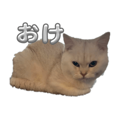 sasuke_20260419182256