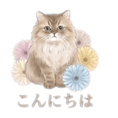 mimosa_20260418020415