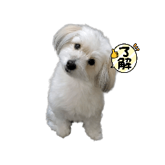 Dog_jqpo