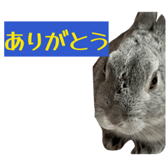 hachi_20260419204537