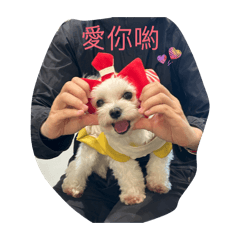 四腳朝天的天  兔.