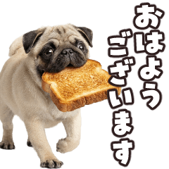 飛び出す!パグ3【敬語】