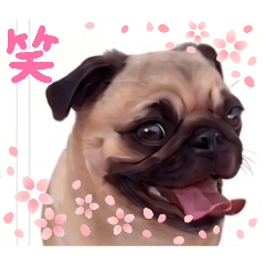 daisy-2170_20260418090824