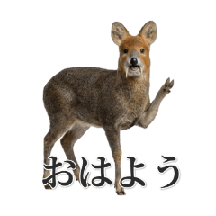 Shy Musk Deer Daily Life