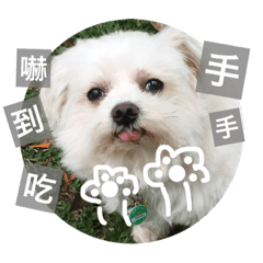 Pupu is a Maltese dog. Part2