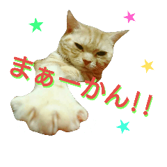 【名古屋弁】猫のあんずです。
