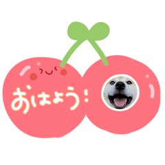 Chacha_20260419202725