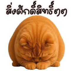 ต้าวแมวส้มอ้วน ตัวตึง!