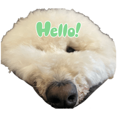 shima_20260419220117