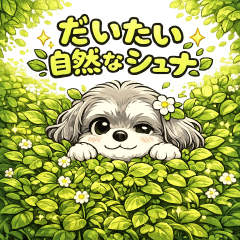 A Naturally Chill Schnauzer