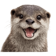 萬用無字！表情豐富的可愛水獺貼圖