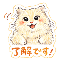 Fluffy Scottish Fold Cat for business