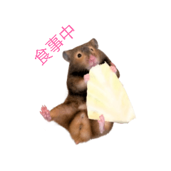 hamster_20260418161049