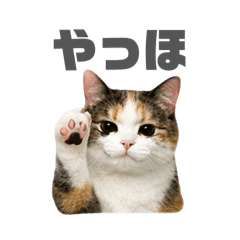 Mikeneko's stamp