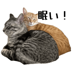 Pipimaru_20260418161235