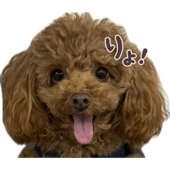 toypoodlemocosan