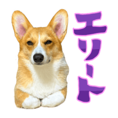 Sophie_20260418184641