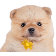 Potato_20260418224354