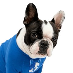 Moving! Snorting French Bulldog Vol. 2