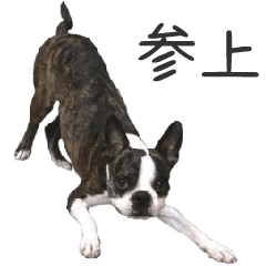 Boston Terrier-Brindle! jp