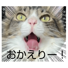 nekosuki_20260419155636