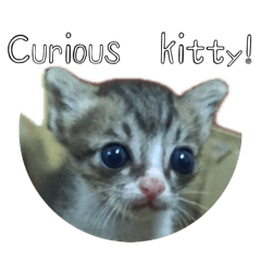 Peewee Purrboy PecoPeco