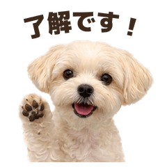 Fluffy Morkie! Kinaco's Daily Stickers