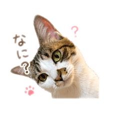 soratuki_20260419111115