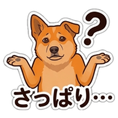 Everyday Confused & Clueless Dog