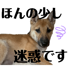 risa_20260420031623