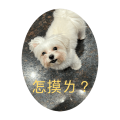 四腳朝天的天  兔