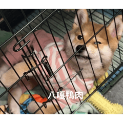 笨笨發瘋日常