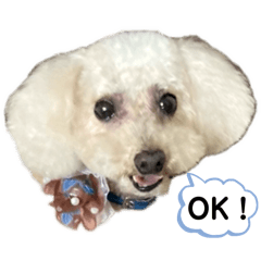 sabi_chiro_maron_20260419123529