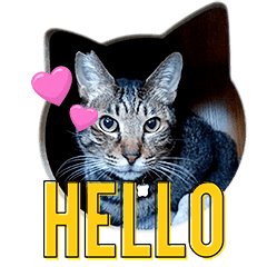 Moca's daily life 2026