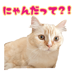 Kogetsu, kawaii Manchikan cat