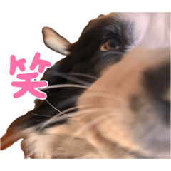 Cow the BC_20260419150506