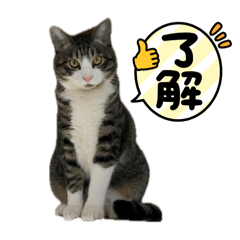 Funapi_20260419172711