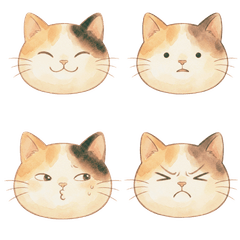 Funny and cute cat faces