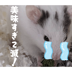 okome_20260419200819