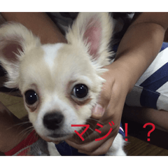 mimi_20260419200519