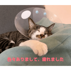 Cat Trio Diaries