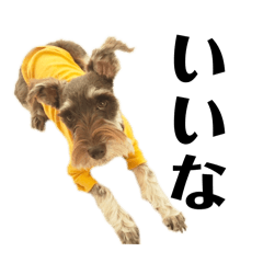 Oden gratin_20260420114528