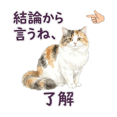 Chappy Cat Daily Chat Stickers