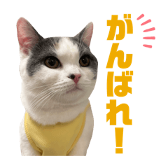 KOMUGI_20260420125853